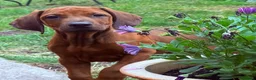 Rhodesian Ridgeback dogs for sale: Rhodesian Ridgeback Puppies European Pedigree - Advert 4