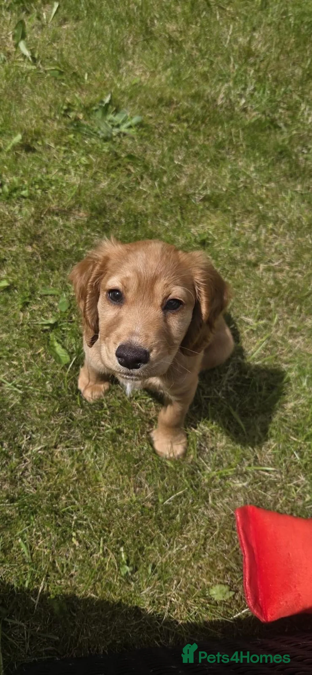 Cocker Spaniel dogs for stud: PROVEN / Health test - Kc red working cocker stud - Advert 11