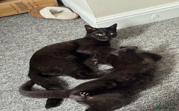 British Shorthair cats for sale: Cimba & Tom Both male  - Image 5