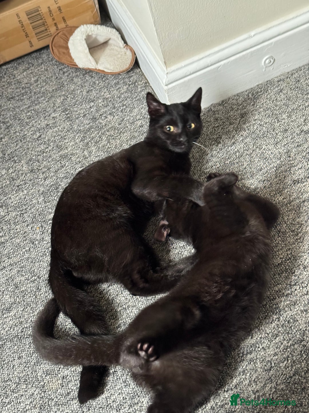 British Shorthair cats for sale: Cimba & Tom Both male  - Image 5