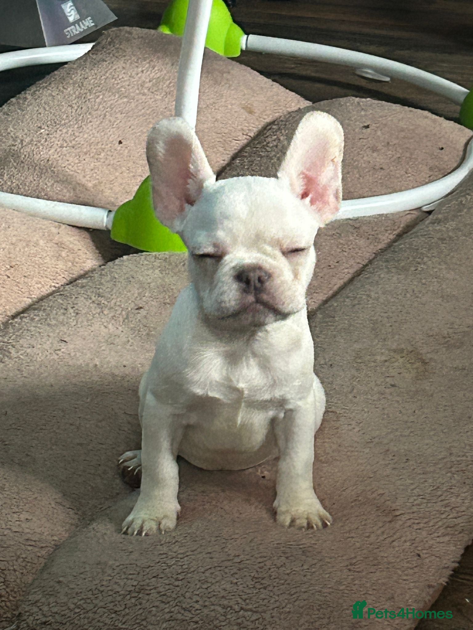 French Bulldog dogs platinum french bulldog girls kc registered  - Advert 1