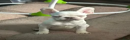 French Bulldog dogs for sale: platinum french bulldog girls kc registered  - Advert 1