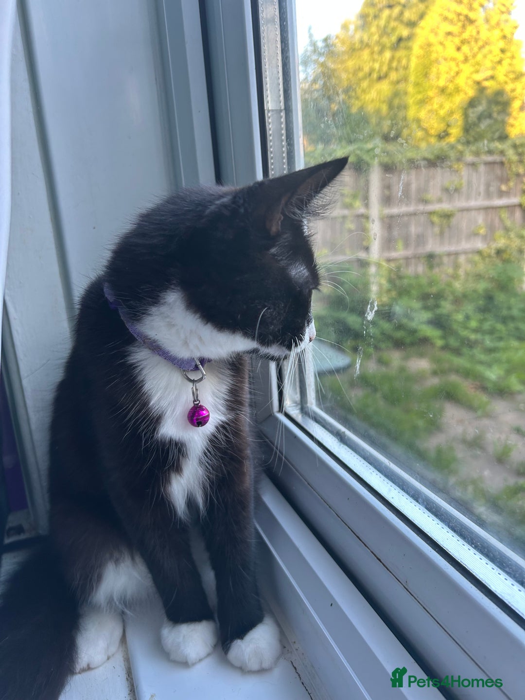 Mixed Breed cats for sale: Female kitten looking for home - Image 7