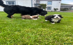 Bernedoodle dogs for sale: Gorgeous Bernedoodle puppies  - Image 5