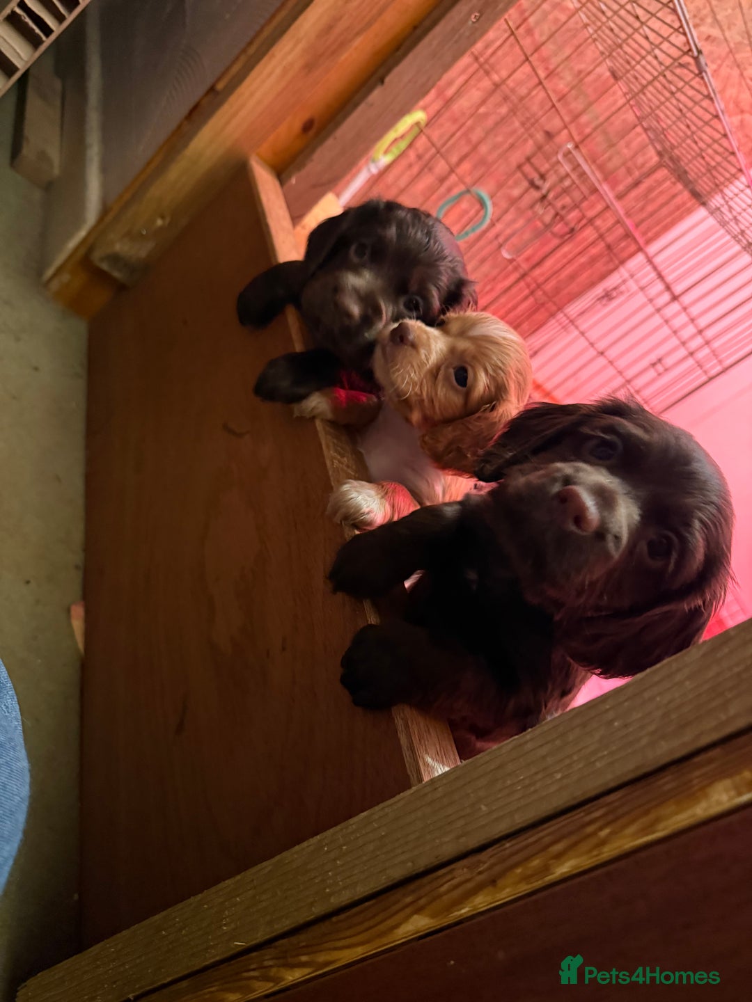 Cocker Spaniel dogs for sale: Male -  KUJO - Advert 4