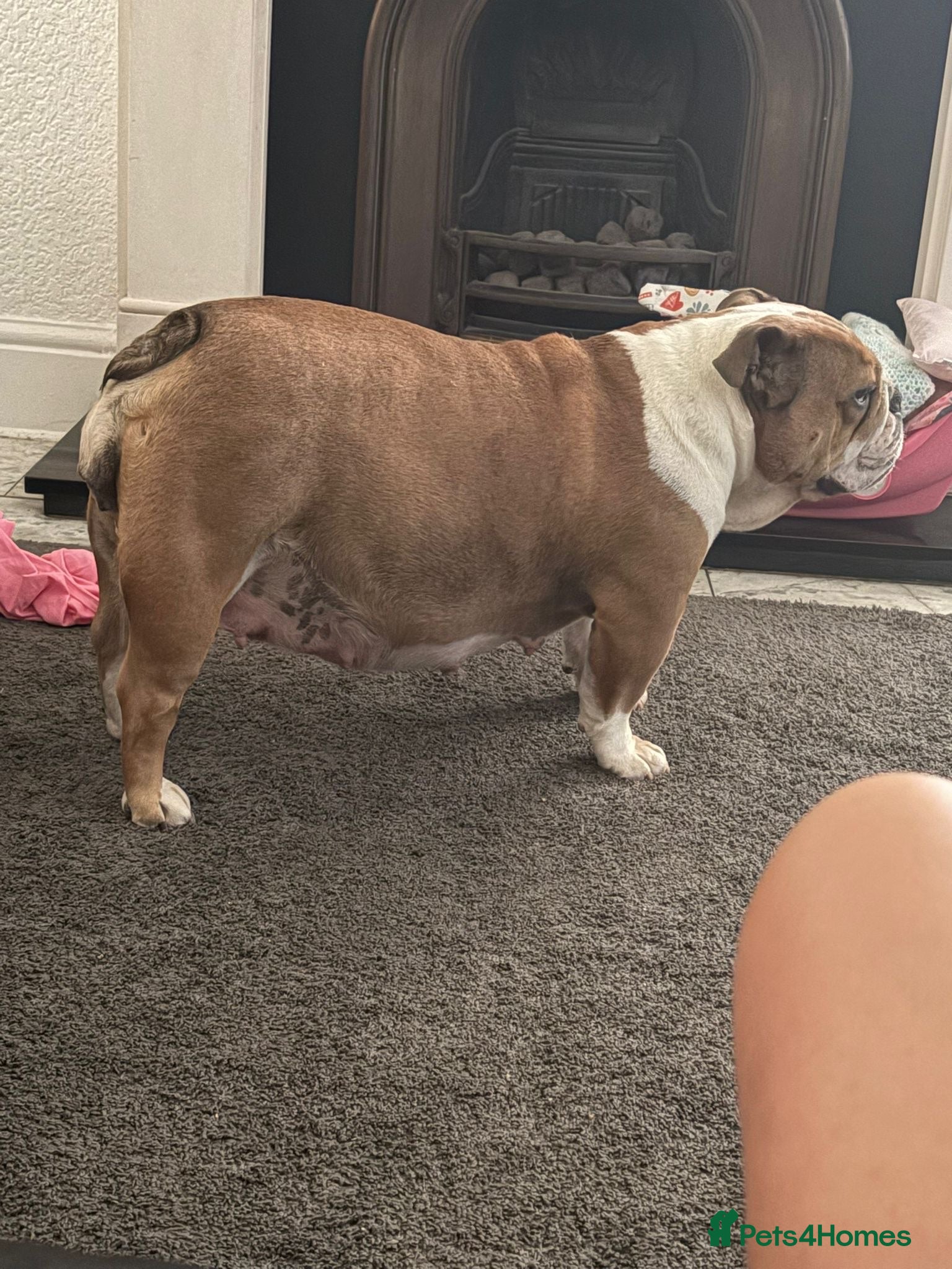 English Bulldog dogs 2 Beautiful English Bulldog Boys  - Advert 1