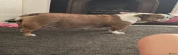 English Bulldog dogs for sale: 2 Beautiful English Bulldog Boys  in Newark - Advert 1