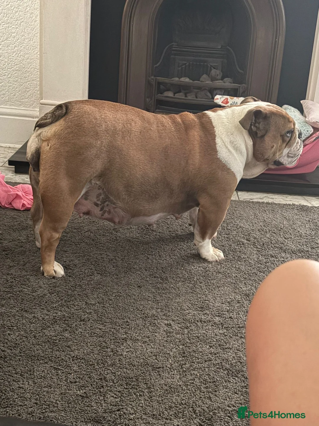 English Bulldog dogs for sale: 2 Beautiful English Bulldog Boys  in Newark - Advert 1