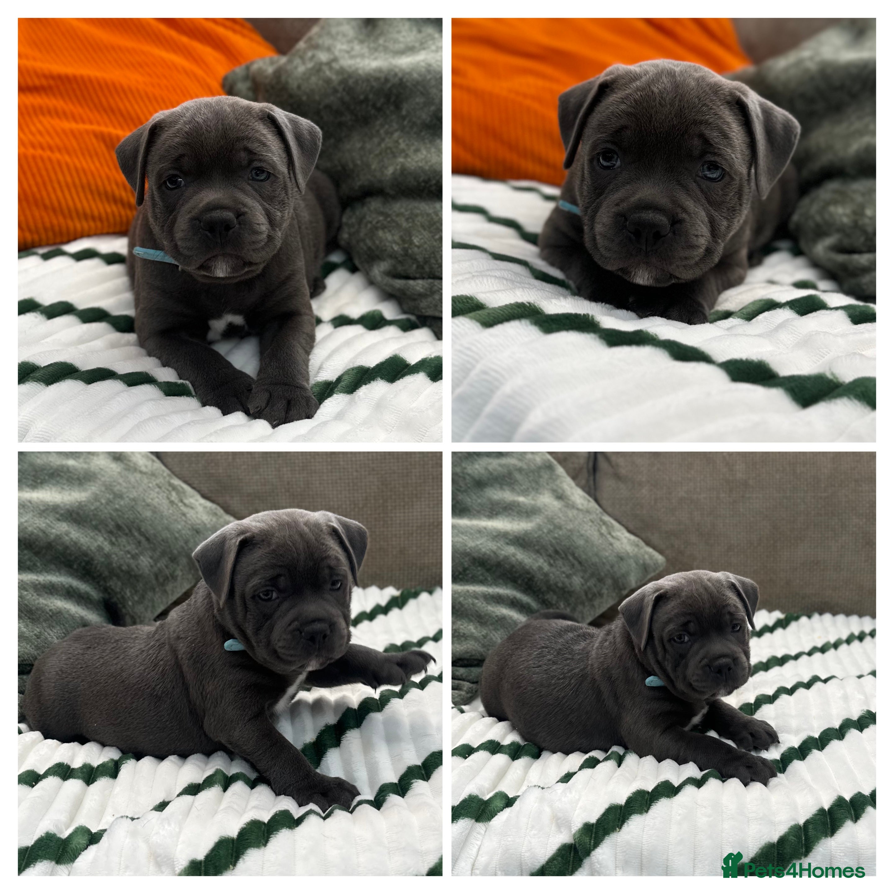 Staffordshire Bull Terrier dogs ✨🥰🐶 KC Registered Staffordshire Bull Terrier  🐾 - Advert 2