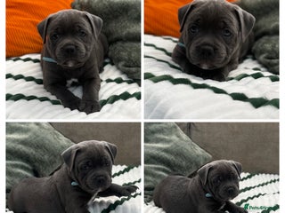 Staffordshire Bull Terrier dogs ✨🥰🐶 KC Registered Staffordshire Bull Terrier 🐾 - Advert 8