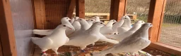 Pigeons birds for sale: White pigeons  - Advert 3