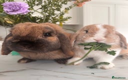 Mini Lop rabbits for sale: Bonded Pair of Beautiful Rabbits - Image 1