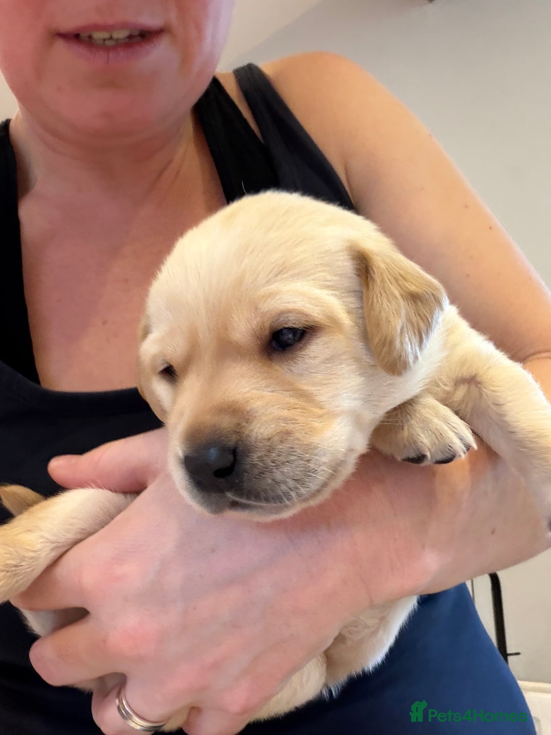 Labrador Retriever dogs for sale: Only 2 golden girls left! Ready for forever homes! - Advert 17