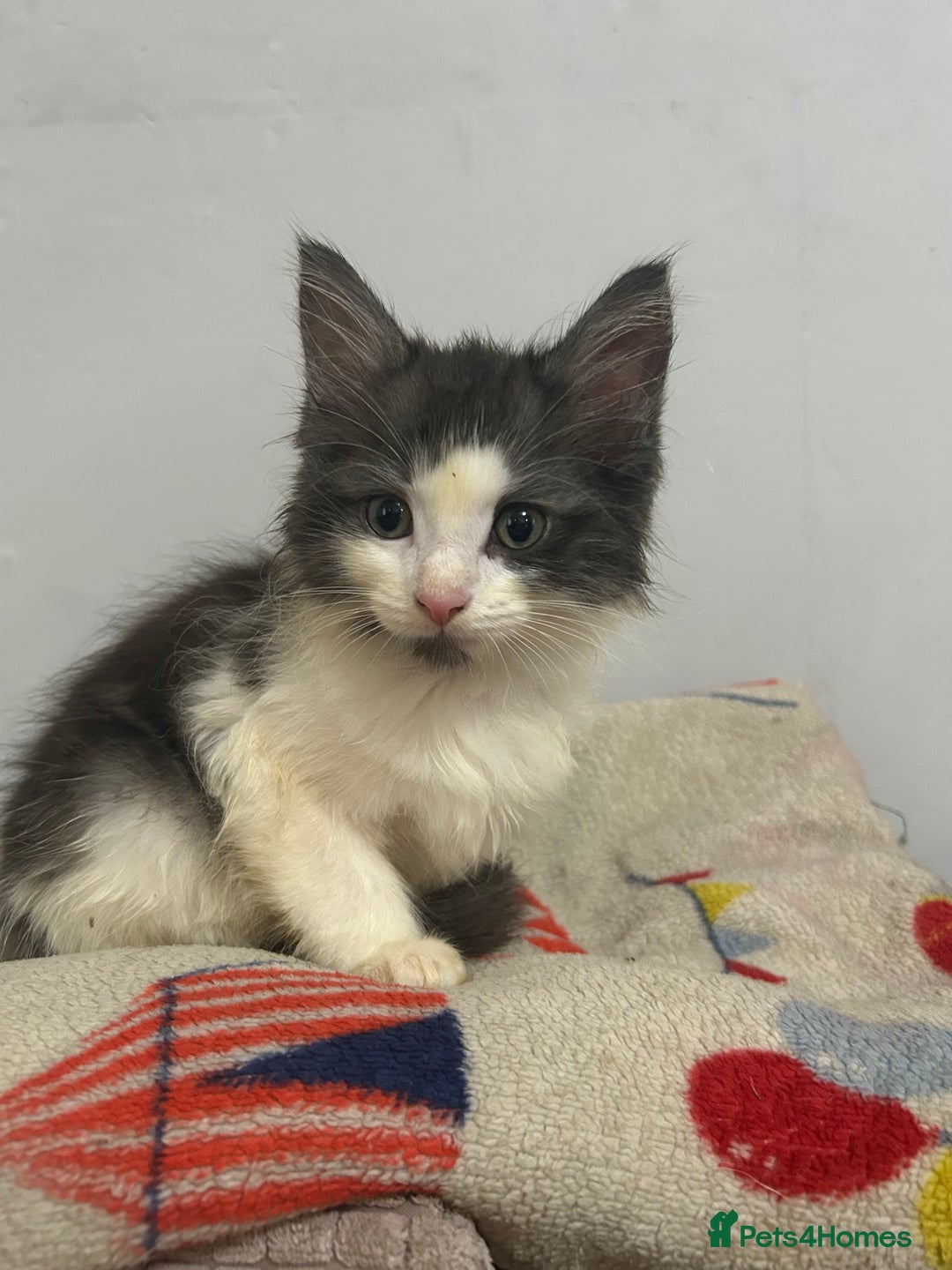 Mixed Breed cats for sale: 3 beautiful boys  - Advert 1