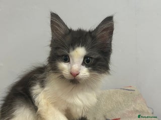 Mixed Breed cats 3 beautiful boys - Advert 1