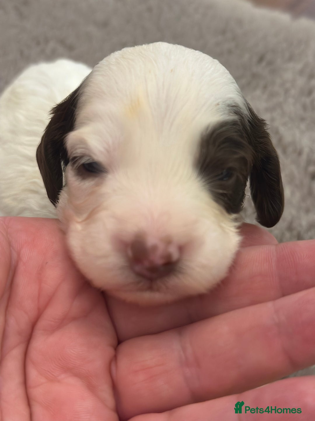 Cockapoo dogs for sale: Unusually fabulous cockapoos   - Image 13