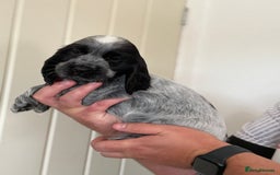 Cocker Spaniel dogs for sale: Beautiful litter of Show Cockers - 5 remaining - Image 1