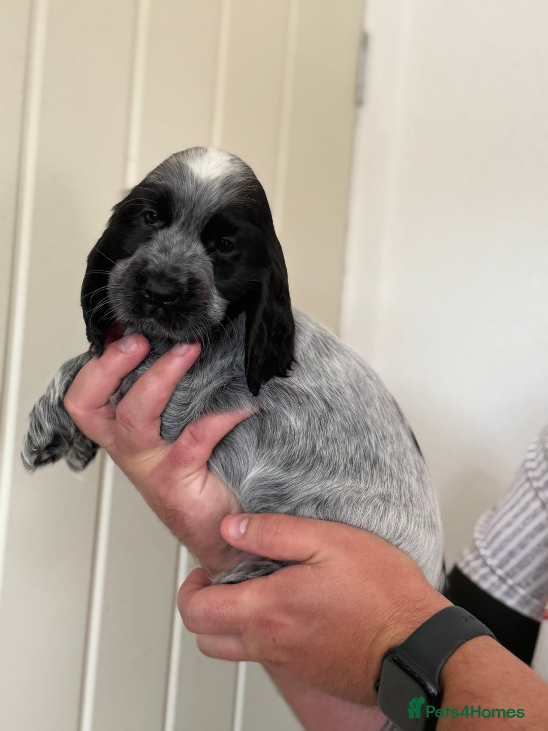 Cocker Spaniel dogs for sale: Beautiful litter of Show Cockers - 5 remaining - Image 1