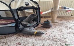 British Shorthair cats for sale: Gorgeous BSH kittens  - Image 5