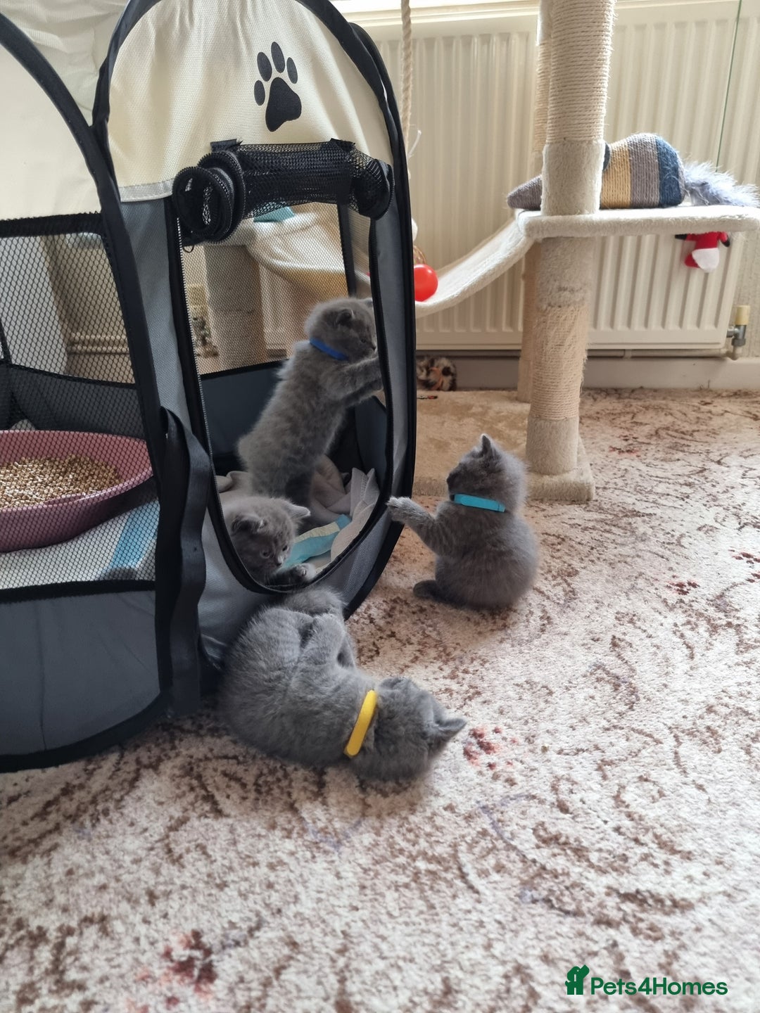British Shorthair cats for sale: Gorgeous BSH kittens  - Image 5
