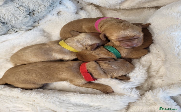 Cockapoo dogs 🐾 F1bb Red Miniature Cockapoo Puppies 🐾 - Advert 10