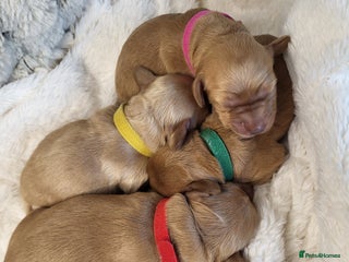 Cockapoo dogs 🐾 F1bb Red Miniature Cockapoo Puppies 🐾 - Advert 16