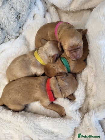 Cockapoo dogs 🐾 F1bb Red Miniature Cockapoo Puppies 🐾 - Advert 14