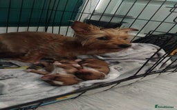 Mixed Breed dogs for sale: Beautiful YorkieRussell pups for sale! Small size  - Image 17