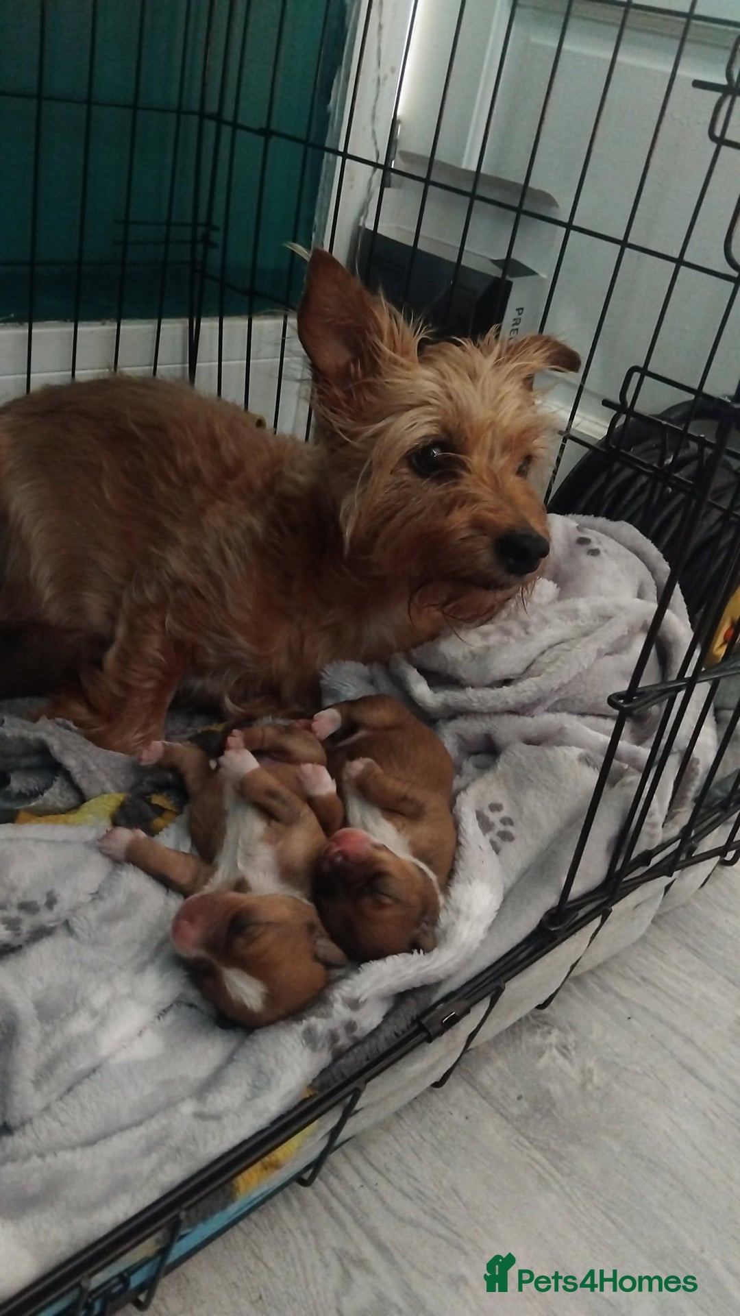 Mixed Breed dogs for sale: Beautiful YorkieRussell pups for sale! Small size  - Image 17