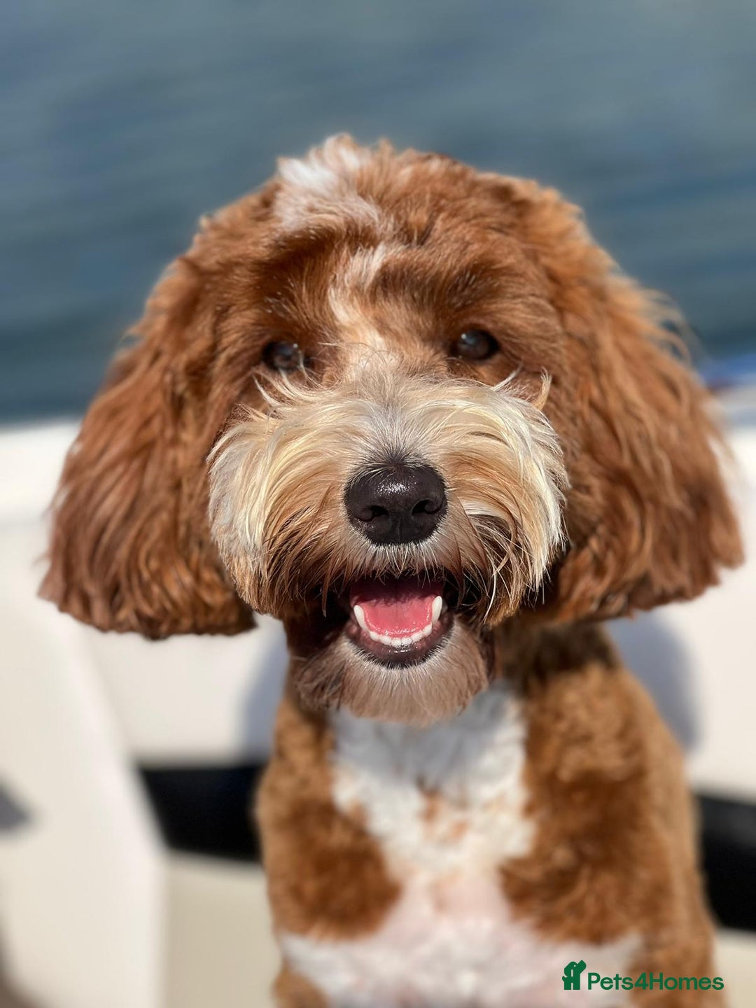 Australian Labradoodle dogs for sale: Australian Labradoodle Guardian Home Required - Advert 4