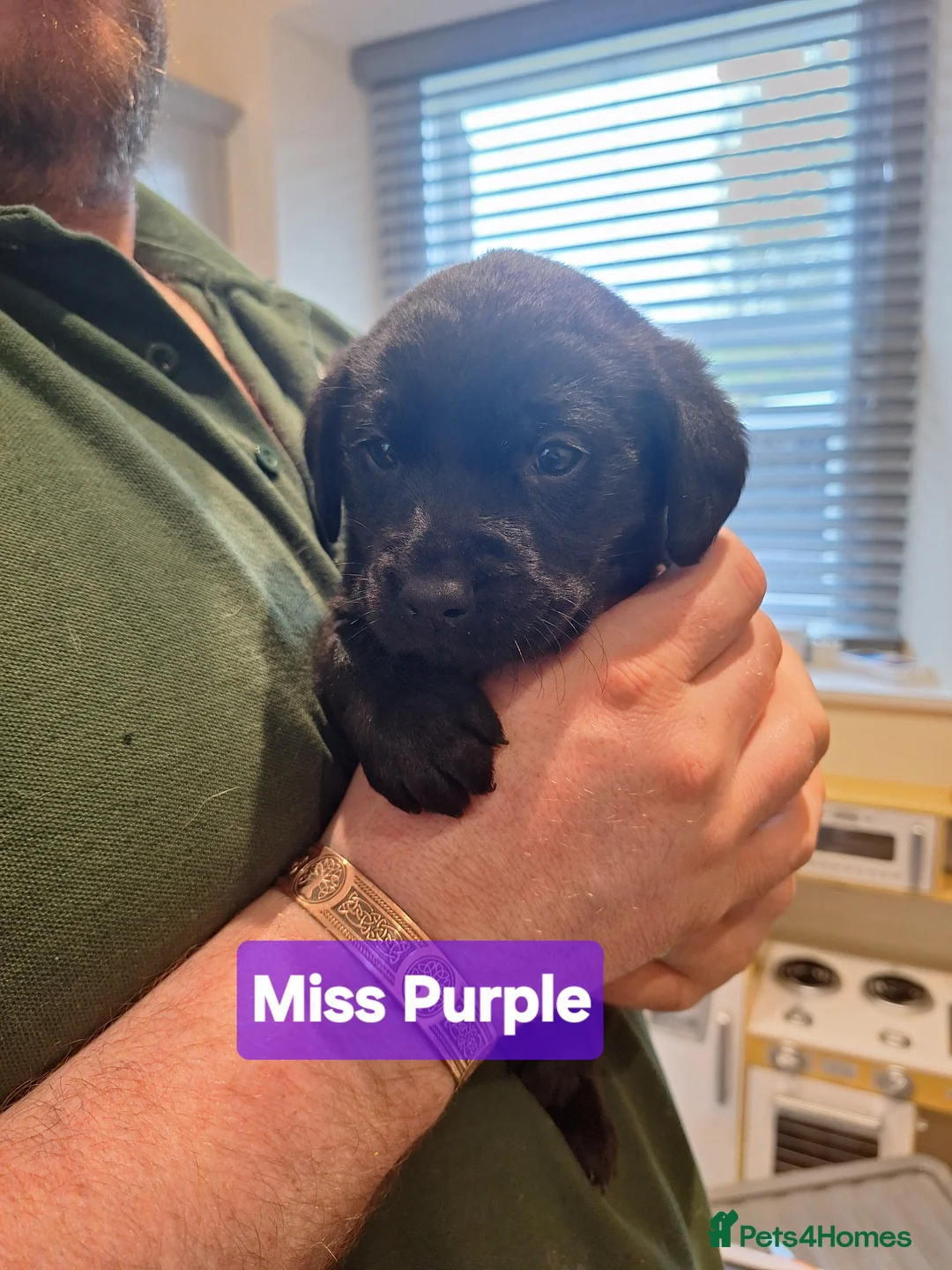 Labrador Retriever dogs for sale: Beautiful pedigree labs in Kirkby Stephen - Advert 24