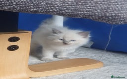Ragdoll cats for stud: Handsome blue lynx Ragdoll for stud in Bathgate - Image 12