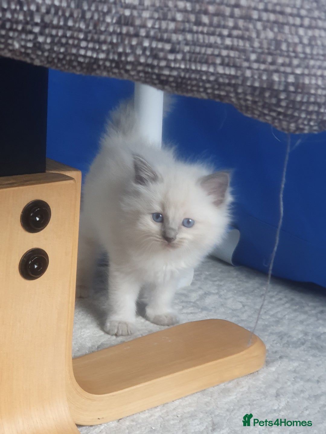 Ragdoll cats for stud: Handsome blue lynx Ragdoll for stud in Bathgate - Image 12