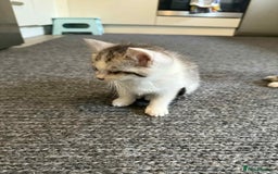 Mixed Breed cats for sale: 2 kittens  - Image 8