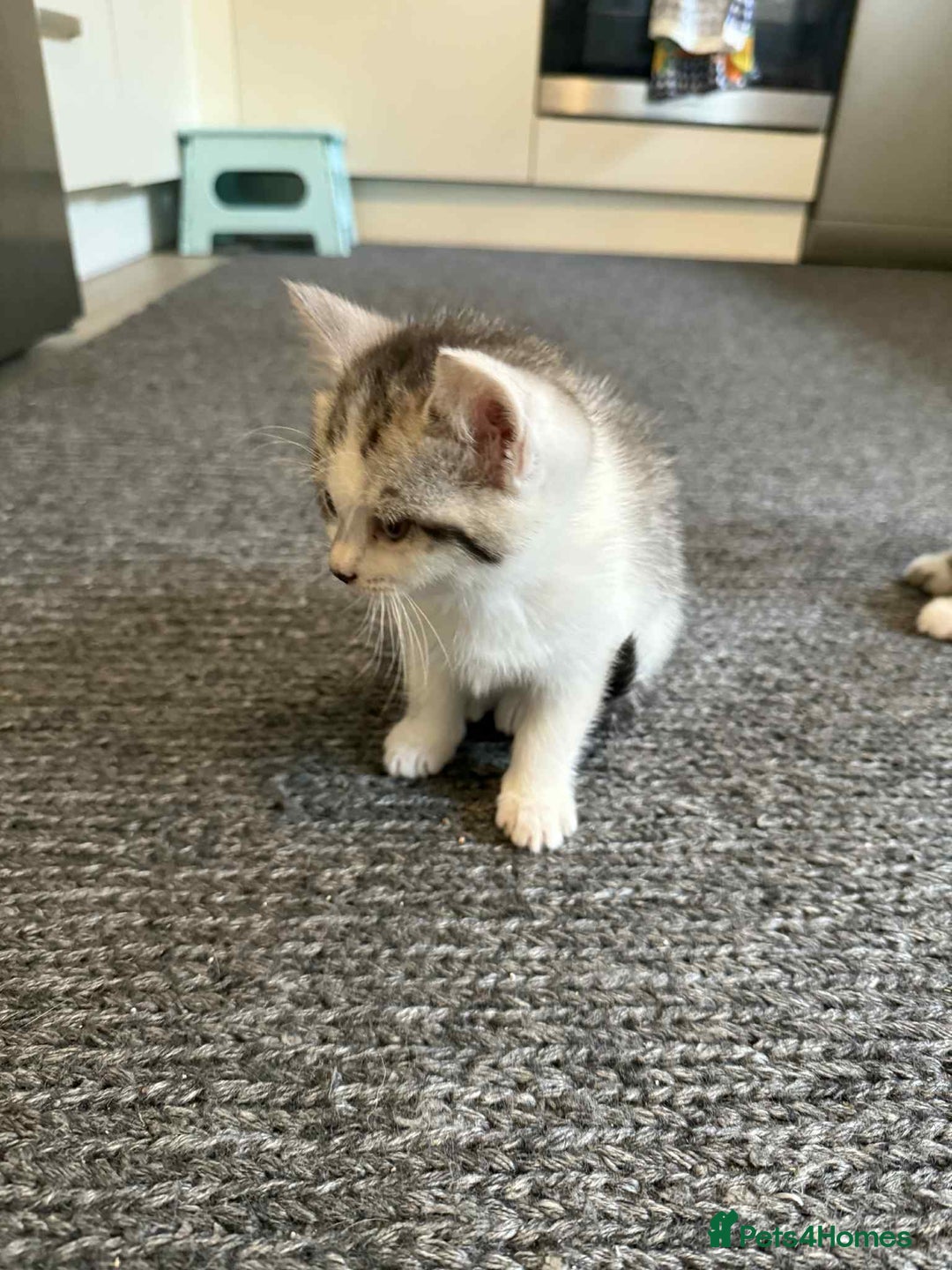 Mixed Breed cats for sale: 2 kittens  - Image 8