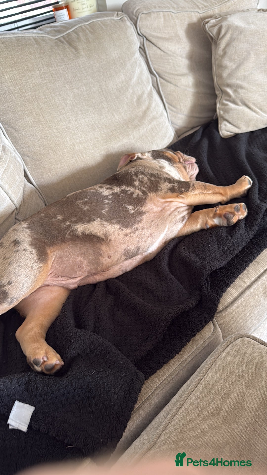 English Bulldog dogs for sale: Lando - Image 4