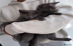 Mixed Breed cats for sale: 2 Grey Kittens  - Image 7