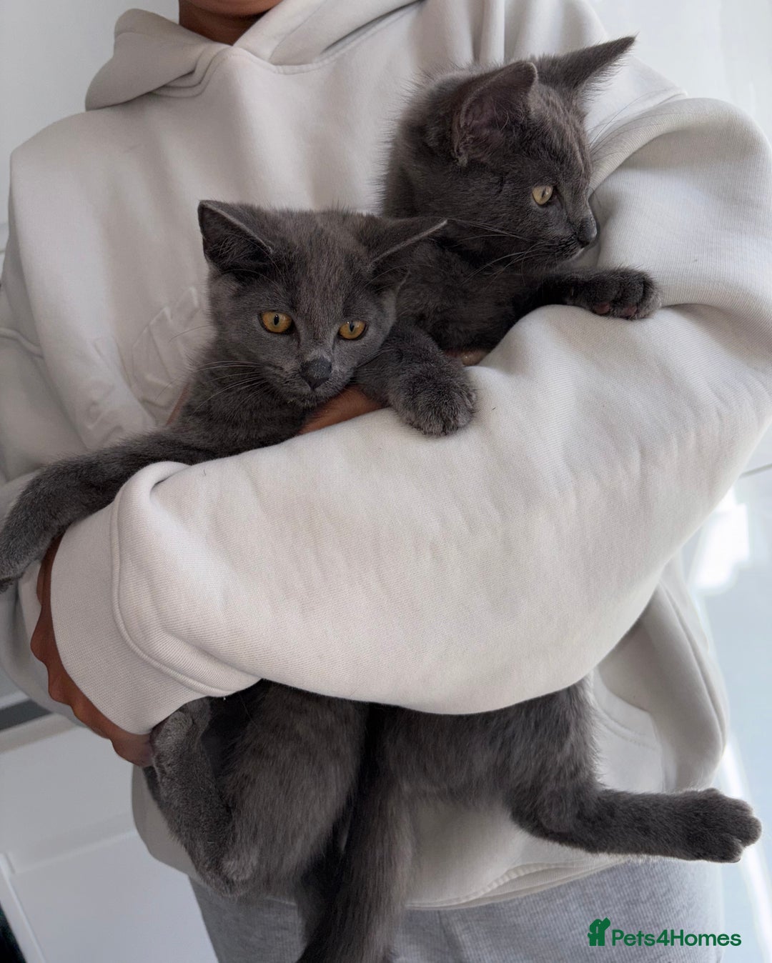 Mixed Breed cats for sale: 2 Grey Kittens  - Image 7