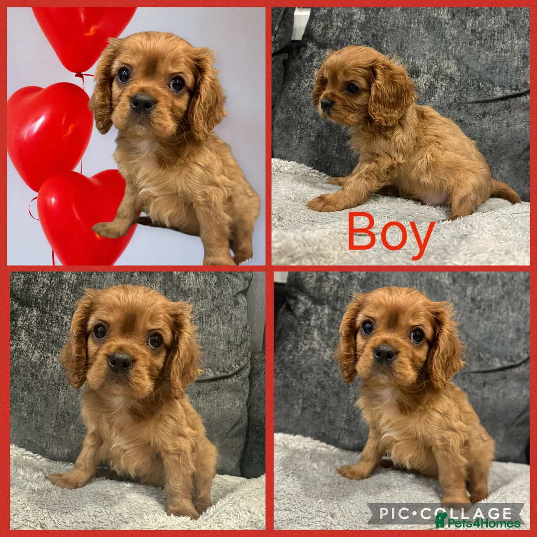 Cavalier King Charles Spaniel dogs for sale: **KC REGISTERED DNA CLEAR 🧬 CAVALIER PUPPIES** - Advert 1
