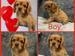 Cavalier King Charles Spaniel dogs **KC REGISTERED DNA CLEAR 🧬 CAVALIER PUPPIES** - Advert 7