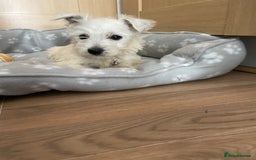 West Highland Terrier dogs for sale: Beautiful west highland terriers puppys - Image 6