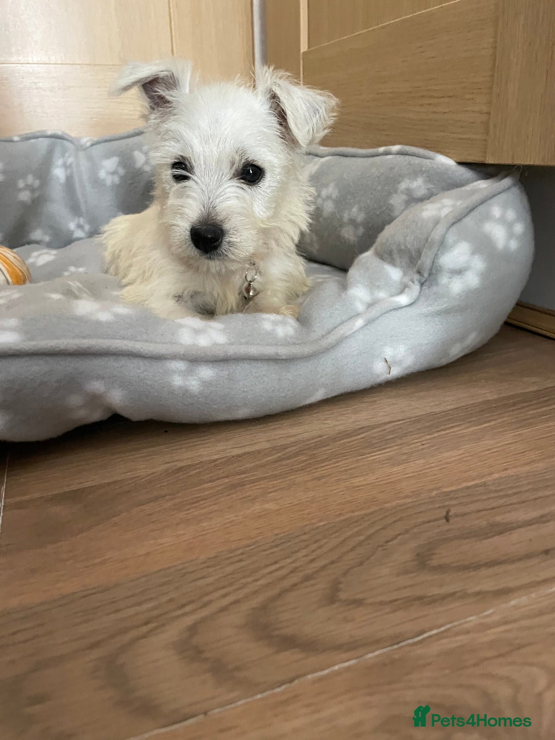 West Highland Terrier dogs for sale: Beautiful west highland terriers puppys - Image 6