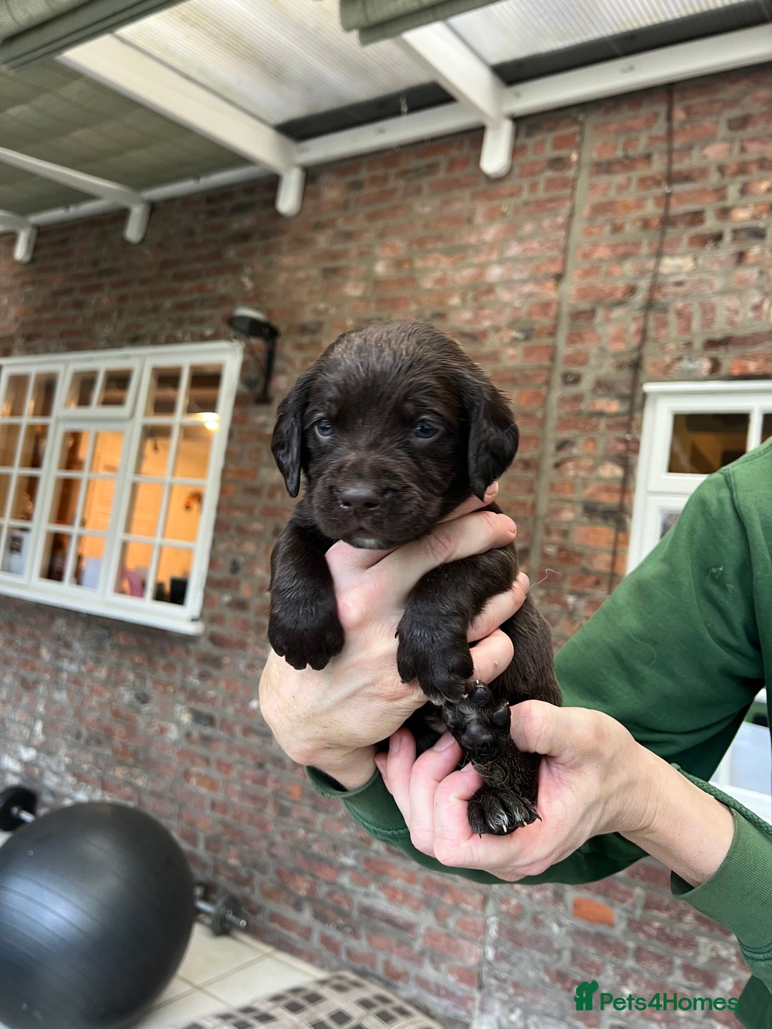 Springador dogs for sale: Quality Springadors: Health Tested, Working Lines - Advert 8