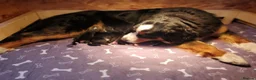 Bernese Mountain Dog dogs for sale: Bernese Mountain Dog Puppies in Leeds - Advert 4