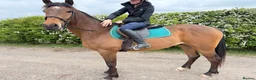 Irish Sports horses for sale: 16hh 4yo conniextb  in Coventry - Advert 1