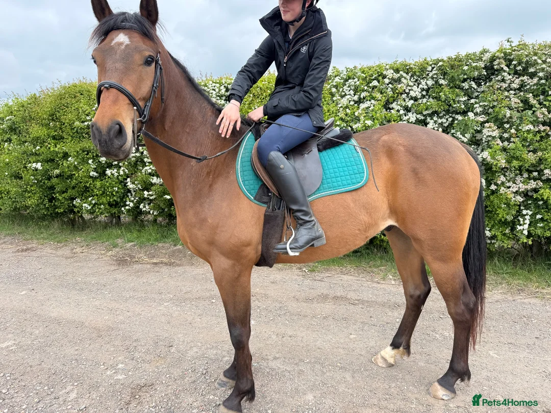 Irish Sports horses for sale: 16hh 4yo conniextb  in Coventry - Advert 1