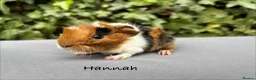 Guinea Pig rodents for sale: Gorgeous baby guinea pigs  - Advert 3