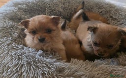 Pomeranian dogs for sale: Pomeranian Puppies - Image 14