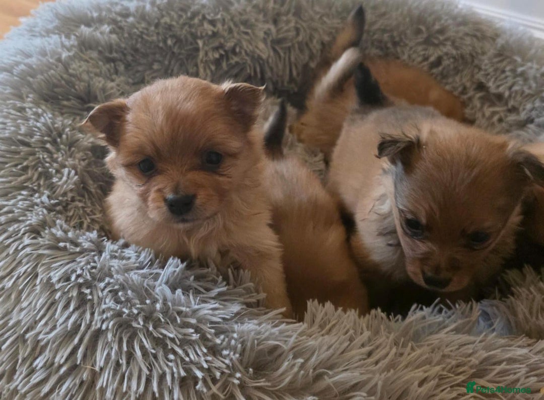 Pomeranian dogs for sale: Pomeranian Puppies - Image 14