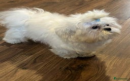 Maltese dogs for sale: Beautiful Korean Maltese in Barnstaple - Image 8